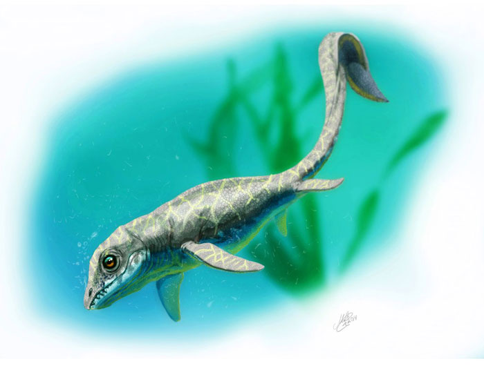 cartorhynchus_lenticarpus_b