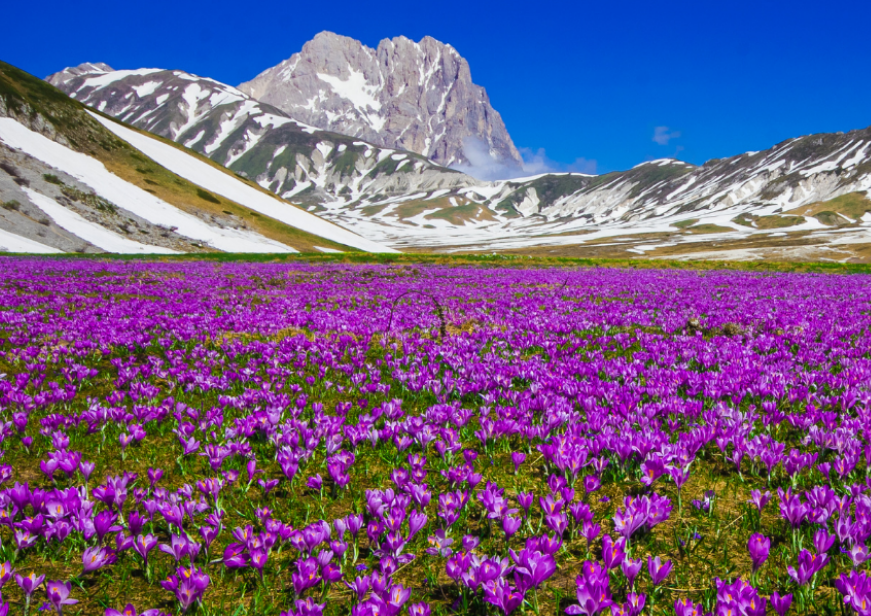 La fioritura dei Crocus di Campo Imperatore